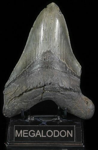 Megalodon Tooth - + Foot Shark! #64771